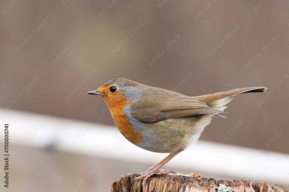 Robin Red Breast (erithacus rubecula) Robin Red Breast (erithacus rubecula)