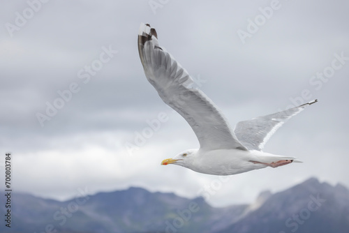 Seagulls on the wings in Raftsundet, Nordland county, Norway photo