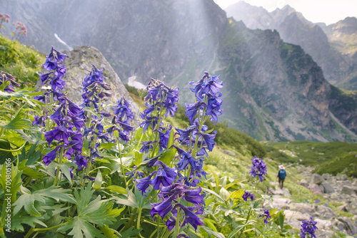 Dzikie niebieskie kwiaty ostróżki kwitną na zboczu góry w Tatrach wśród skał w promieniach Słońca a w tle wysokie góry.