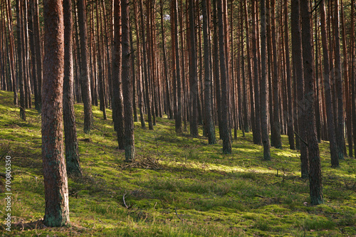 Sosnowy regularny las latem z symetrycznymi drzewami i zielonym mchem w runie w Puszczy Noteckiej. © Paweł