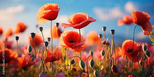 A field of red poppies with a blue sky in the background.