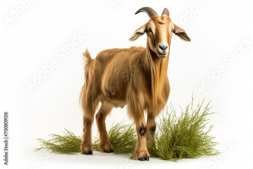 Golden Guernsey Goat standing on a white background. Animal side portrait.	