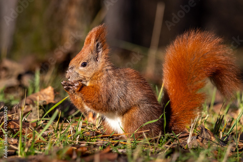 squirrel sitting on the ground with a nut © Ladislav_Zemanek