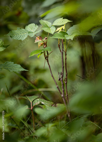 poison Ivey in the forest