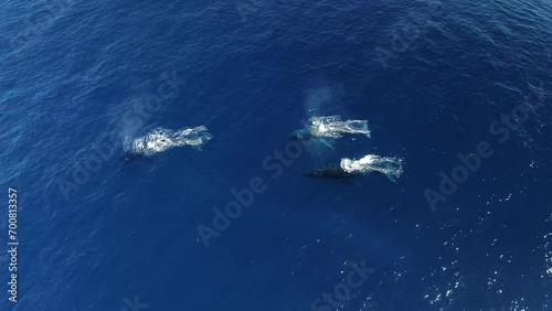 whales spouting photo