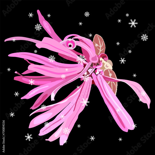 Single blooming flower of Loropetalum Chinense plant under snow. Seasonal winter design with pink blossom. Chinese fringe flower or strap flower. On black background.