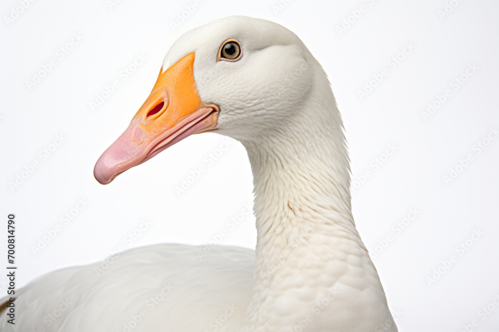 White Goose close-up portrait on a white background. White Goose close-up portrait on a white background.
