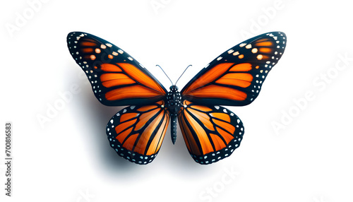 Monarch isolated white background