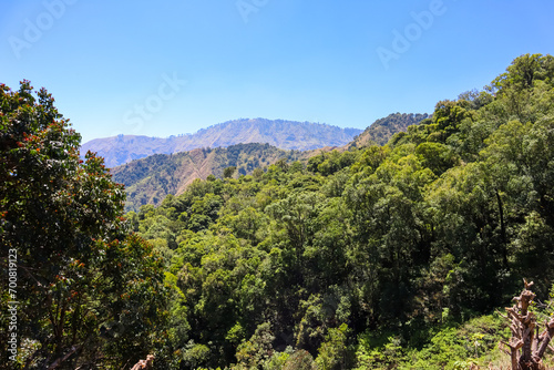Green trees of rainforest  mountain and ble sky an healthy ecosystem concept and nature background