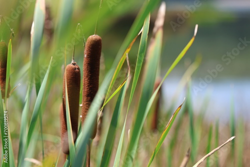 reeds and water