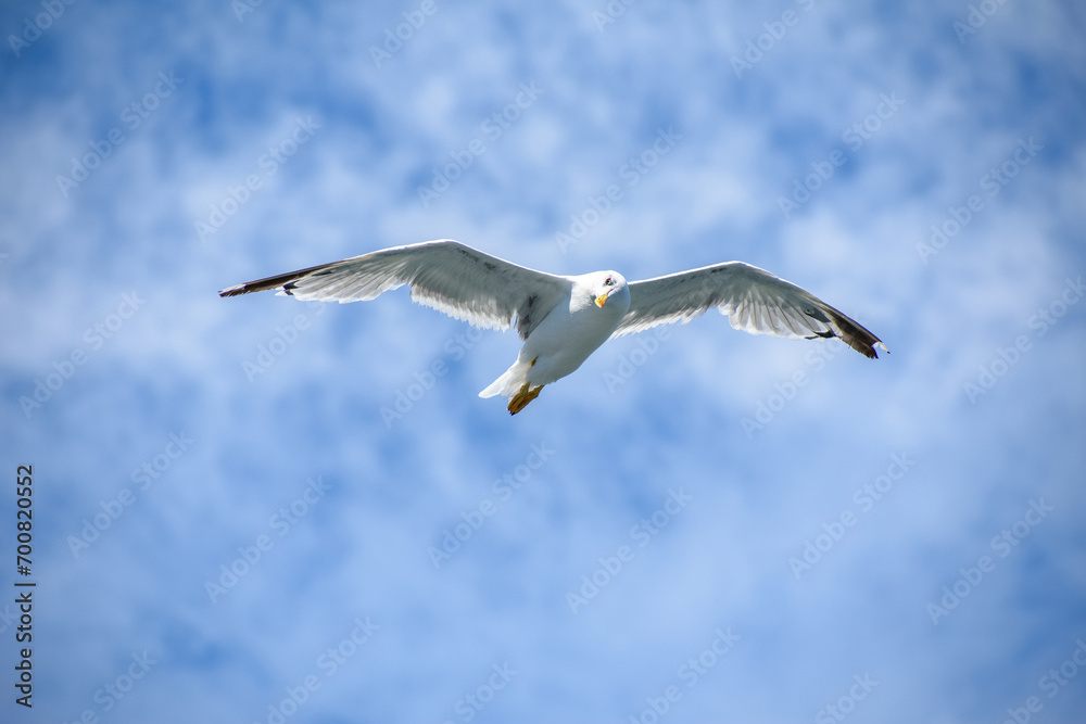 Obraz premium seagull bird with open wings in the blue sky