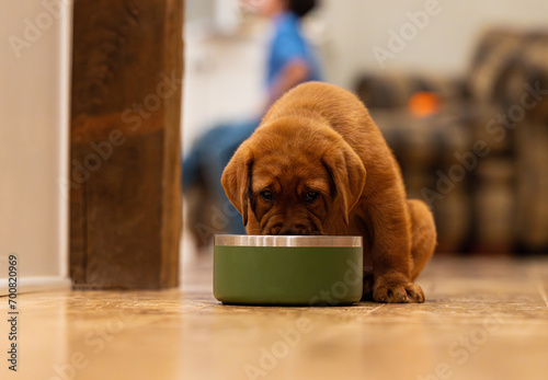 Canvas Print Labrador puppy training