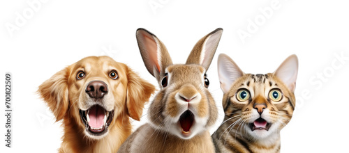 Portrait of Three Surprised Animals (dog, rabbit and cat) Isolated on White and PNG Transparent Background.