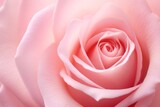 Whispering Petals: A Captivating Macro Closeup of a Soft Pink Rose - A Delicate Symphony of Romance and Love