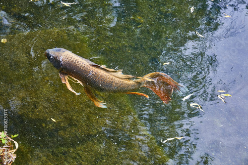 Colorful koi carp swim in an Asian pond.