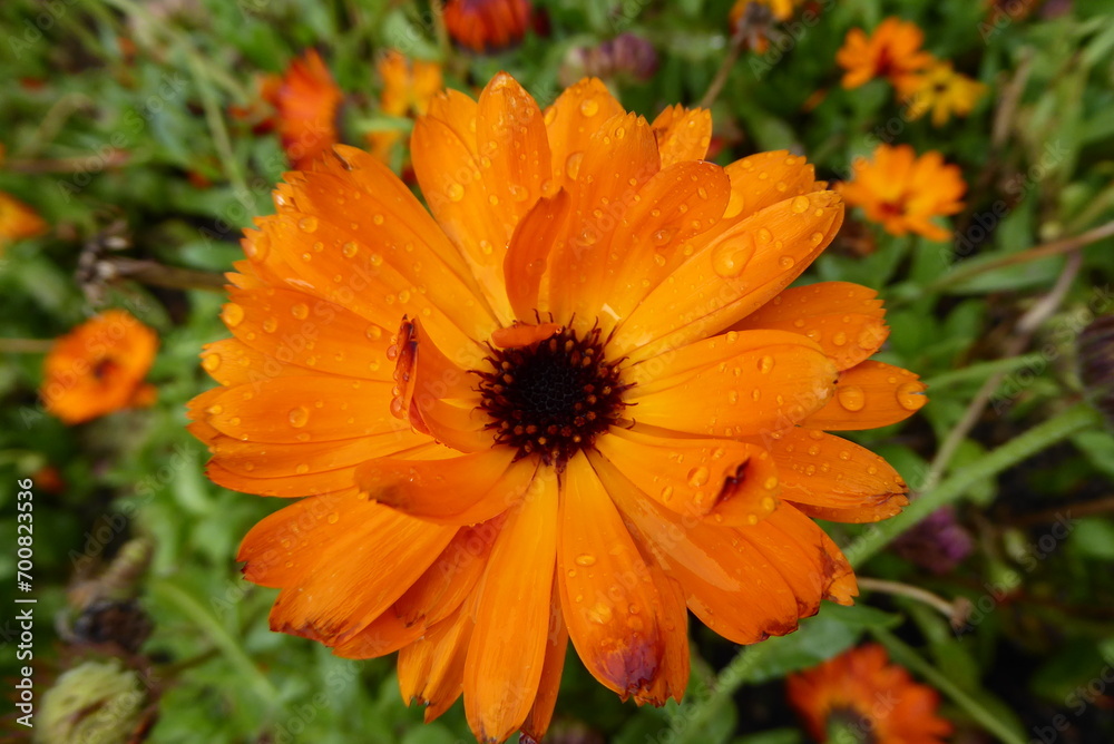 Ringelblume mit Tau im Bauerngarten Ringelblume mit Tau im Bauerngarten