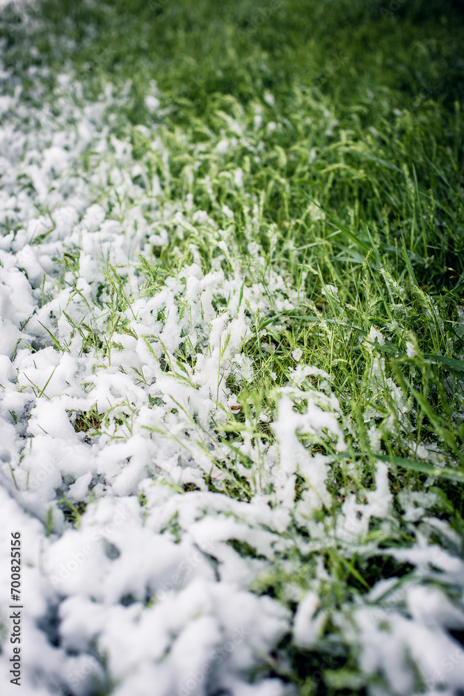First snow on green grass First snow on green grass