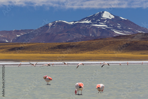 Laguna con flamencos y montaña de fondo - Laguna Brava - La Rioja - Argentina