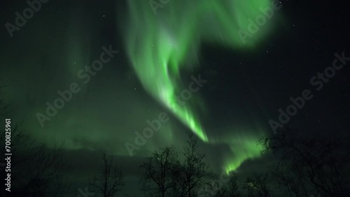 Strong realtime aurora in Lapland above silhouettes of trees
