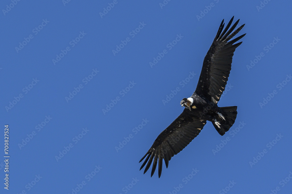 Naklejka premium Cóndor adulto volando