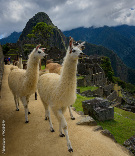 Llamas en Machu Picchu - Ciudad Inca - Perú