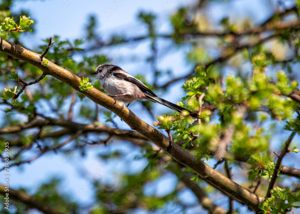 Long-tailed Tit (Aegithalos caudatus) Outdoors Long-tailed Tit (Aegithalos caudatus) Outdoors