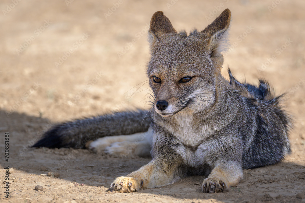 Obraz premium Retrato de zorro