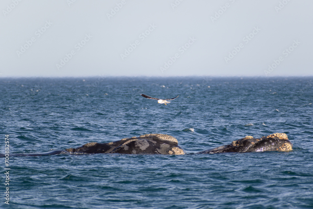 Obraz premium Ballena franca austral con gaviota - Playa el Doradillo - Puerto Madryn - Chubut - Argentina