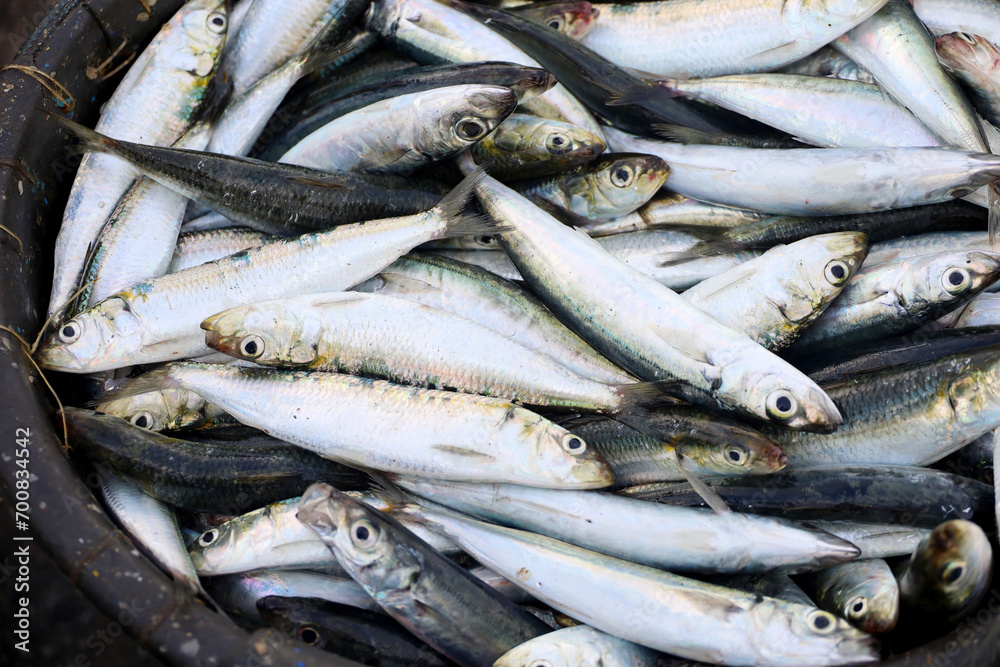 Fresh tuna in bamboo basket. fresh fish caught by fishermen at sea. Indonesian fishing industry. Fresh tuna in bamboo basket. fresh fish caught by fishermen at sea. Indonesian fishing industry.