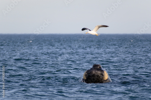 Ballena franca austral con gaviota - Playa el Doradillo - Puerto Madryn - Chubut - Argentina photo
