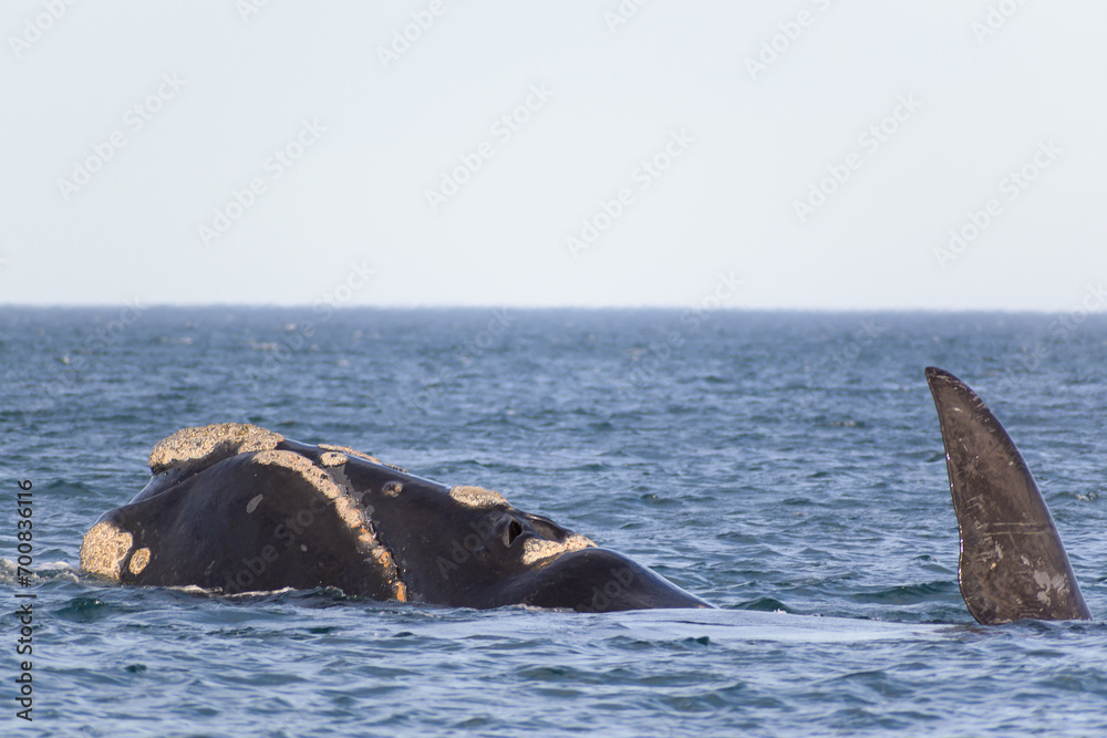 Fototapeta premium Ballena franca austral - Playa el Doradillo - Puerto Madryn - Chubut - Argentina