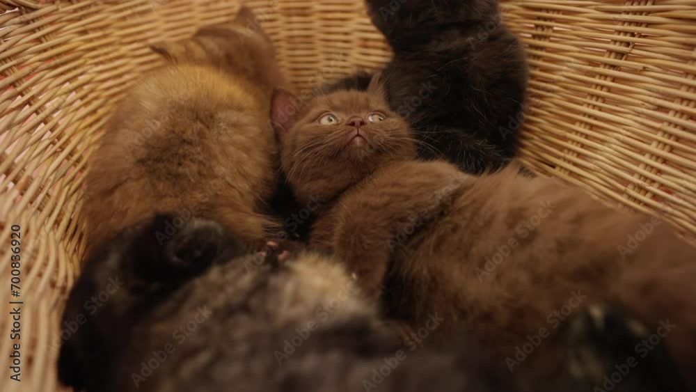 4K Group of Cute newborn British Shorthair breed kitten playing together in the basket. Domestic little baby cat sleeping in bedroom. Adorable domestic feline pet relaxing with family at home. 4K Group of Cute newborn British Shorthair breed kitten playing together in the basket. Domestic little baby cat sleeping in bedroom. Adorable domestic feline pet relaxing with family at home.