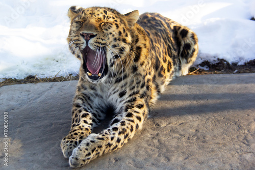Close up of a leopard yawning 