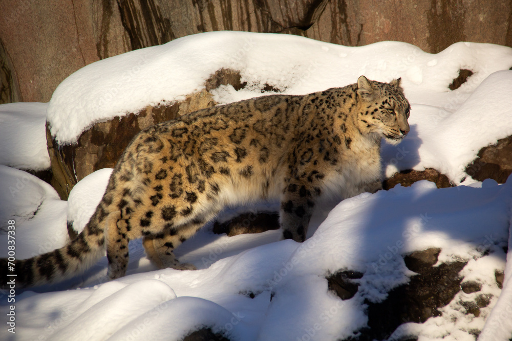 Snow leopard on the snow in a zoo