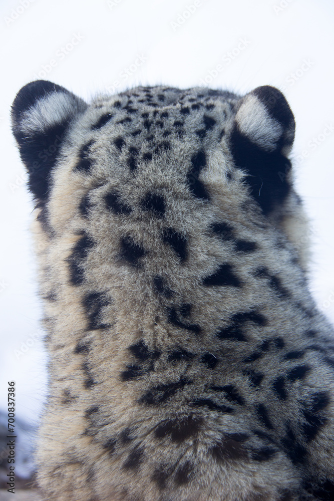 Behind the head of a snow leopard