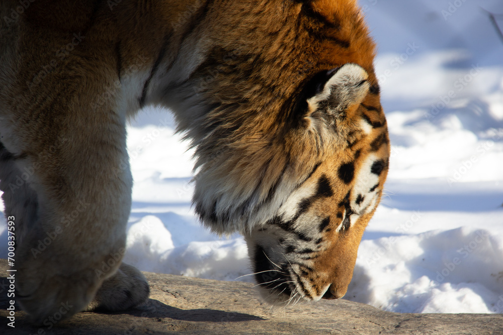 Close up of a tiger during winter