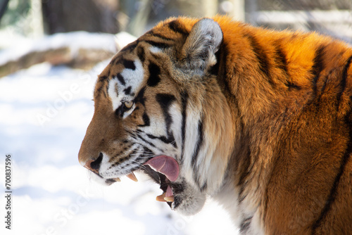 Close up of a tiger during winter