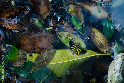 mariposa en un charco de agua