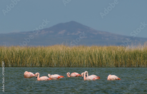 Flamencos en laguna con montaña de fondo - Laguna Llancanelo - Mendoza - Argentina
