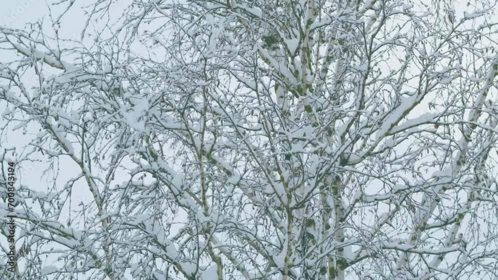 Background Of A Large Number Of Branches And Snow. Tree Leaves Covered With Snow. Background Of A Large Number Of Branches And Snow. Tree Leaves Covered With Snow.