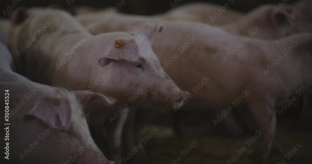 Swine Pigs Husbandry Modern Pig Farm Livestock Farm Pork Production Swine Pigs Husbandry Modern Pig Farm Livestock Farm Pork Production