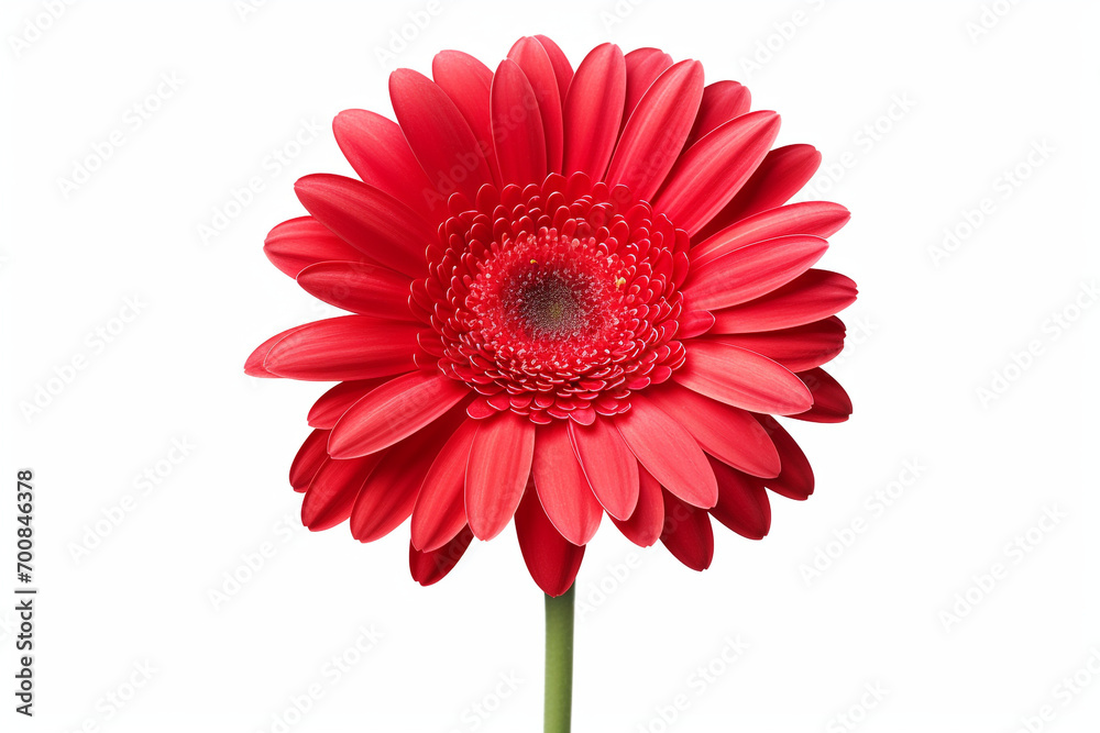 beautiful isolated red gerbera flower, isolated on white background, ideal for natural or season designs