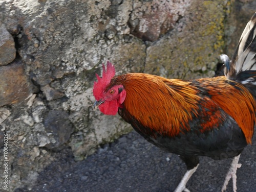 Bunter Hahn auf La Palma wild lebend photo