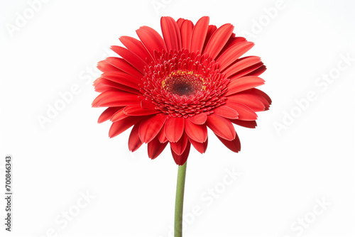 beautiful isolated red gerbera flower  isolated on white background  ideal for natural or season designs
