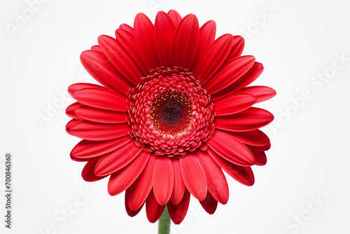 beautiful isolated red gerbera flower  isolated on white background  ideal for natural or season designs