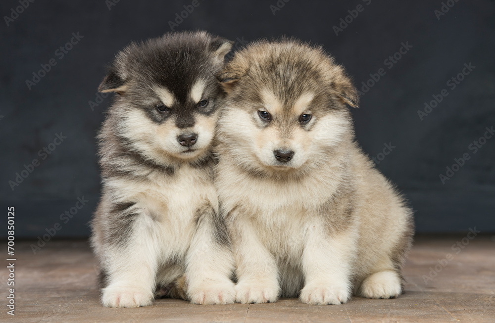 Obraz premium portrait of a group of malamute puppies