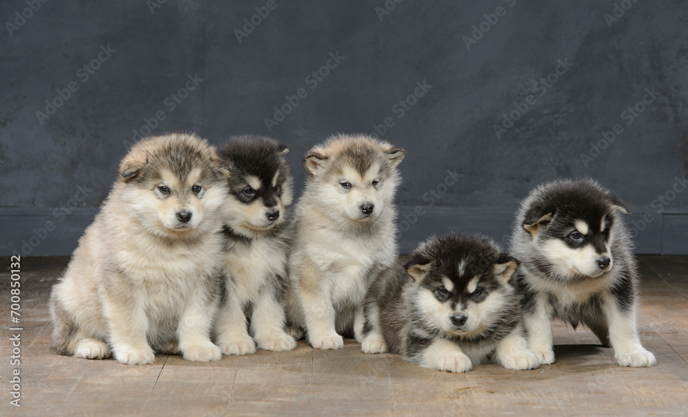 Obraz premium portrait of a group of malamute puppies
