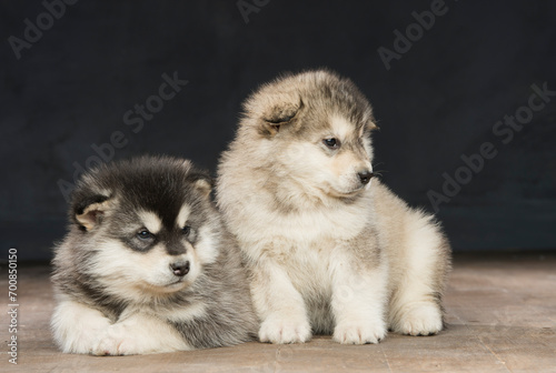 portrait of a group of malamute puppies