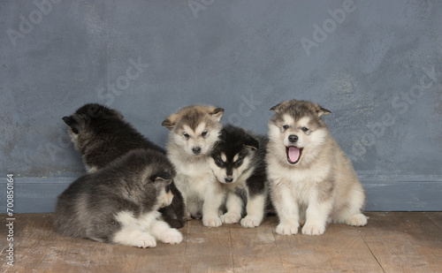 portrait of a group of malamute puppies