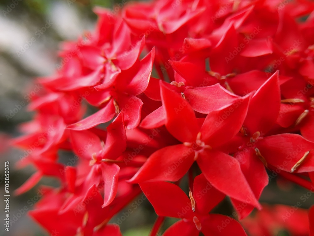 beautiful red flower background closeup